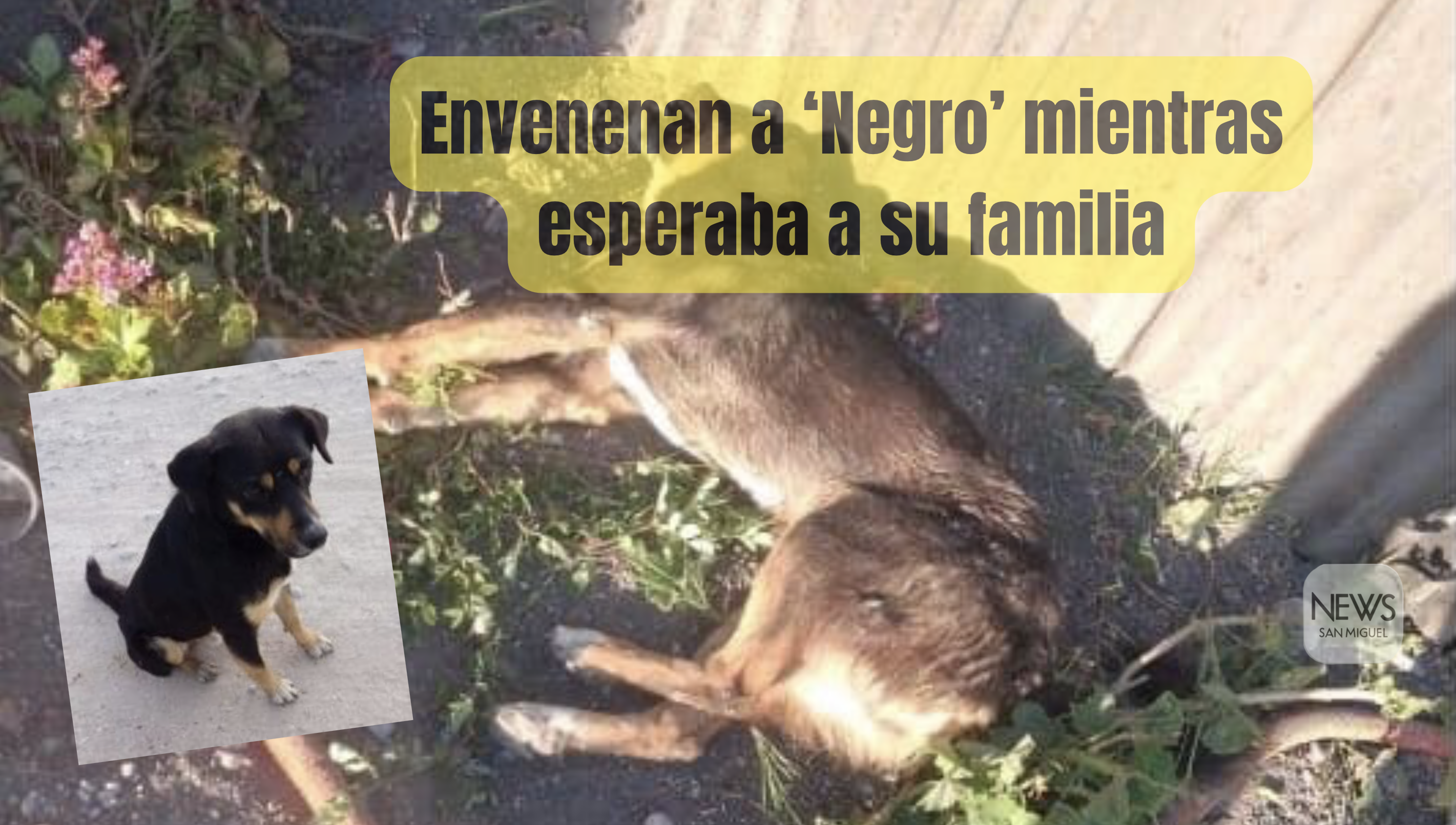 Le arrojan comida envenenada a ‘Negrito’ mientras esperaba a su familia en la Colonia Esmeralda y muere